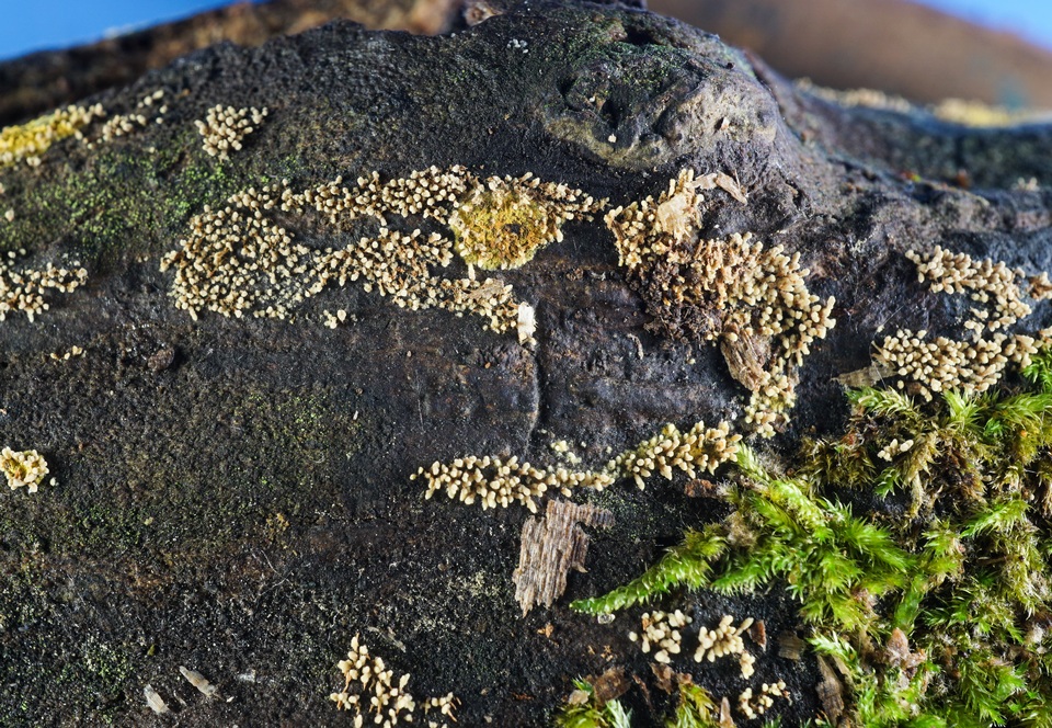 Calcarisporium arbuscula image
