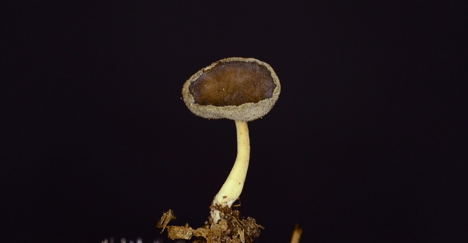 Helvella cupuliformis image