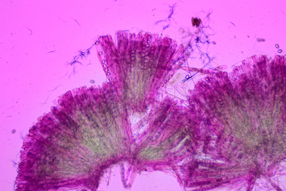 Helvella cupuliformis image