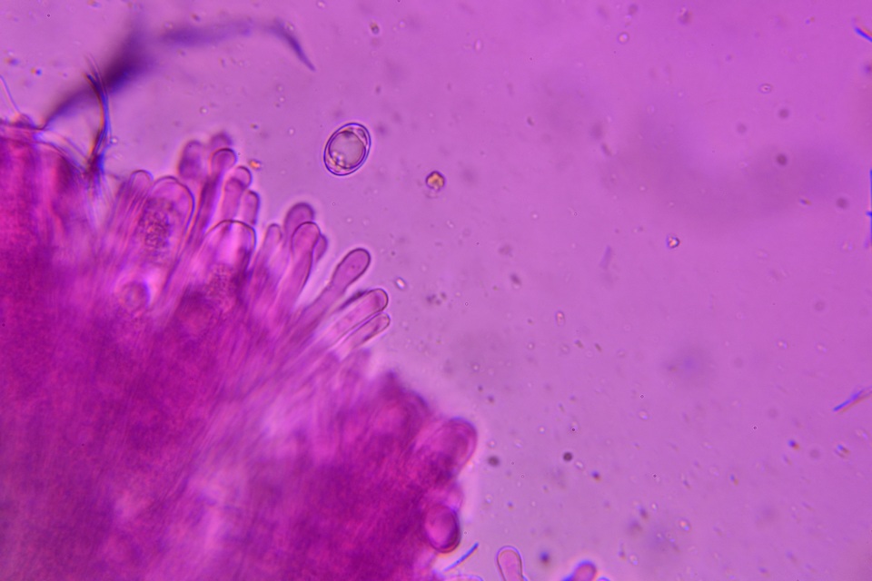 Helvella cupuliformis image