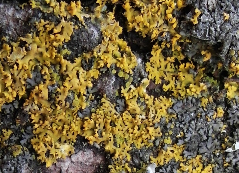 Xanthomendoza poeltii image