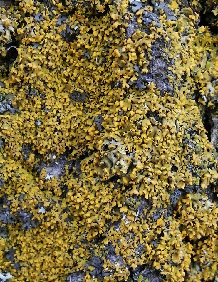 Xanthomendoza poeltii image