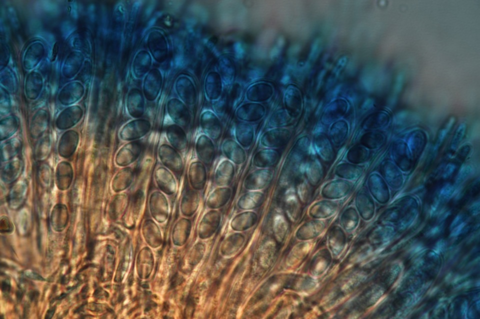 Cenangium ferruginosum image