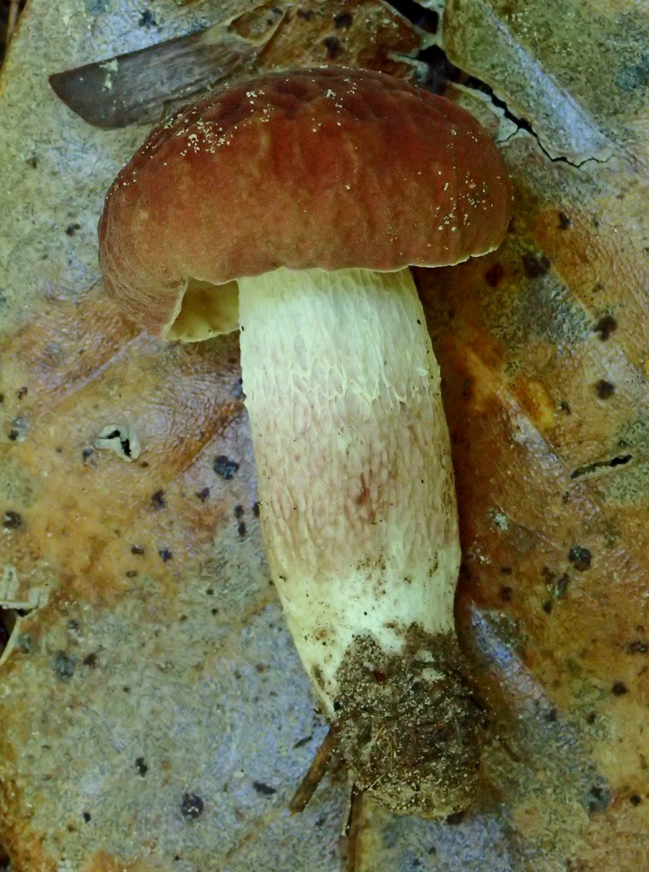 Boletus nobilissimus image