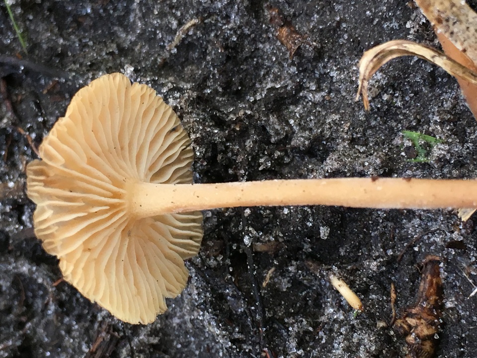 Collybiopsis subpruinosa image