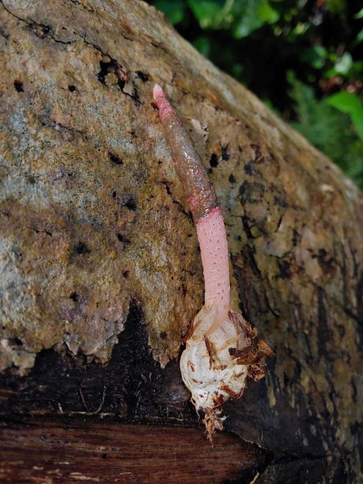 Mutinus bambusinus image