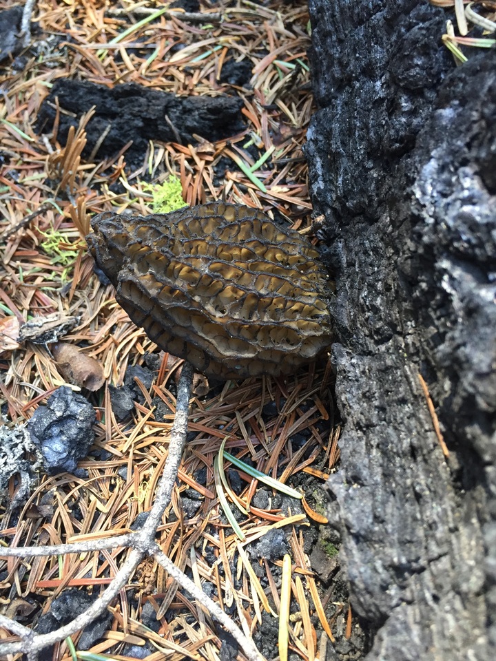 Morchella eximia image