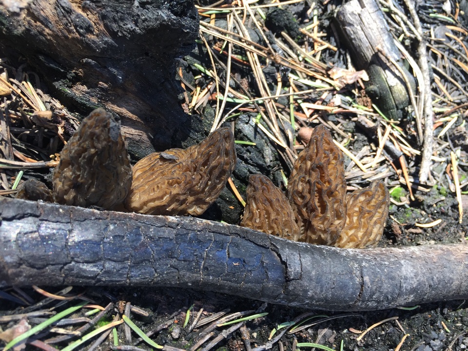 Morchella eximia image
