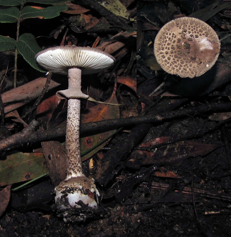 Amanita cinereoannulosa image