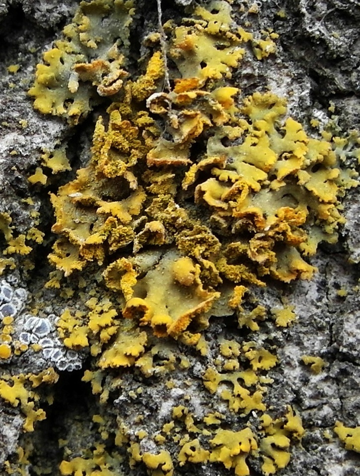 Xanthomendoza poeltii image