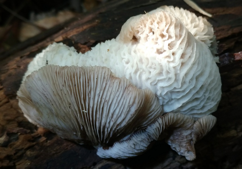 Hypomyces tremellicola image