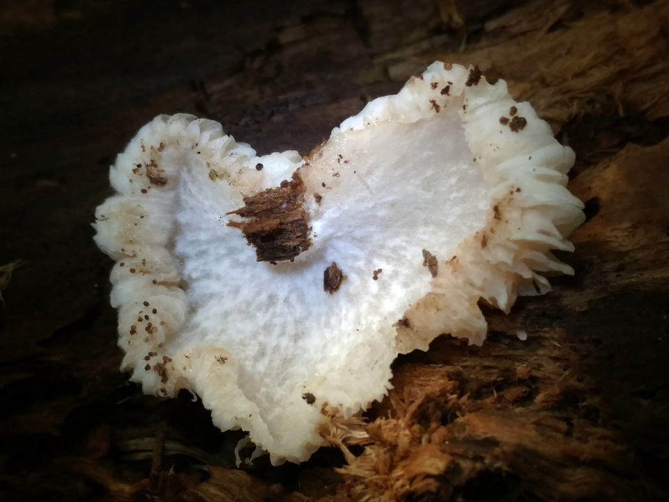 Hypomyces tremellicola image