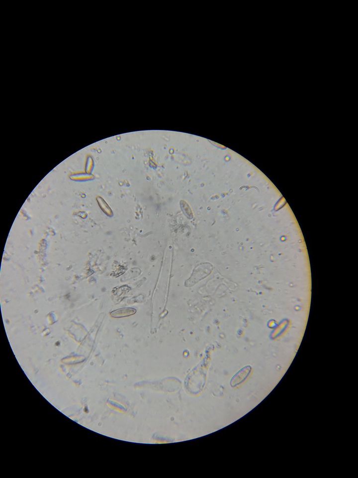 Fistulinella venezuelae image
