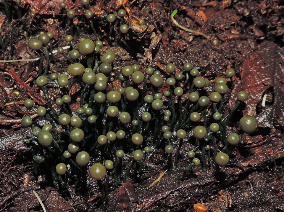 Chlorovibrissea melanochlora image