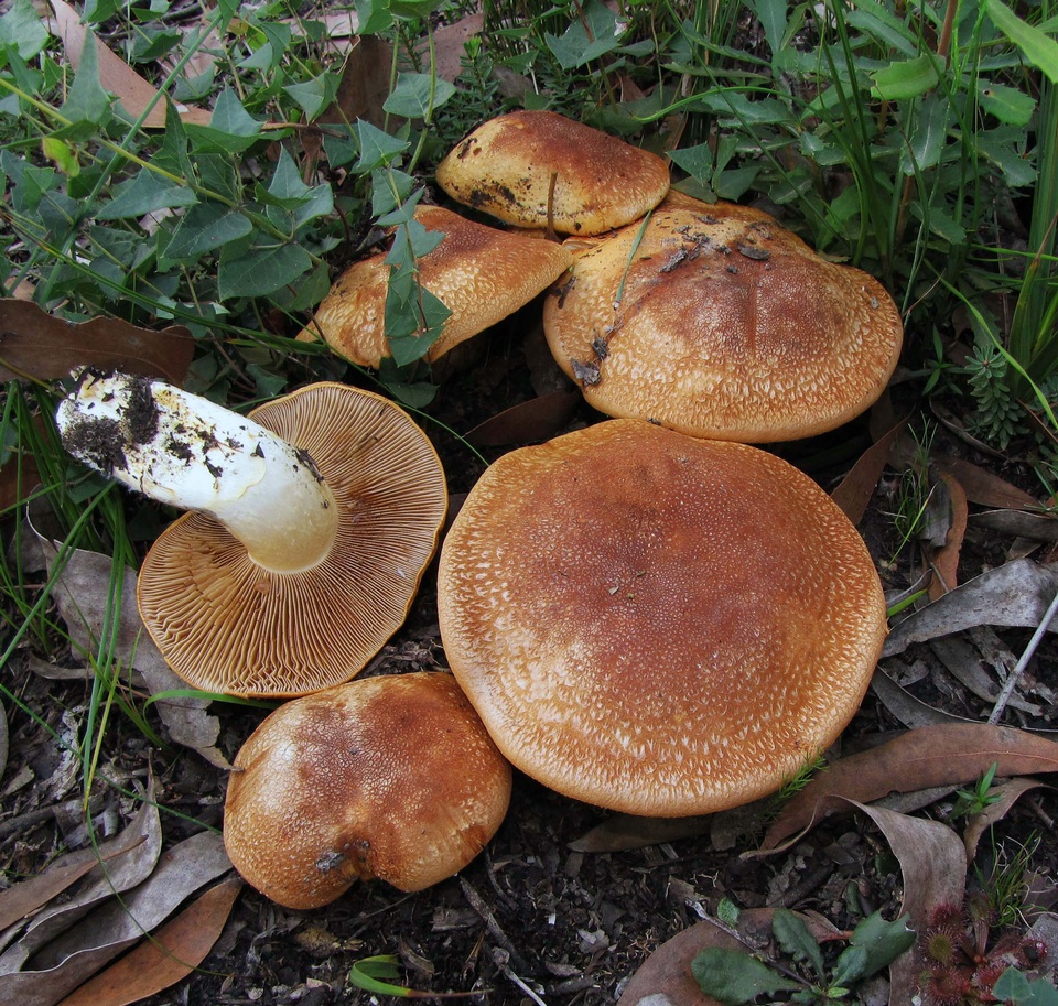 Cortinarius areolatoimbricatus image
