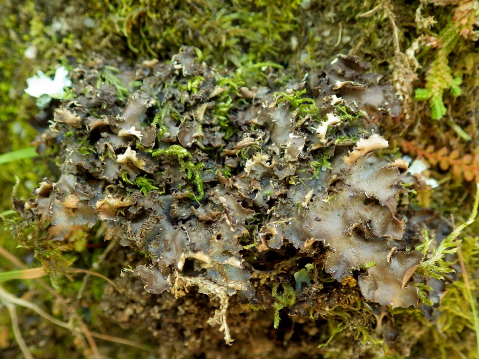 Nephroma tangeriense image