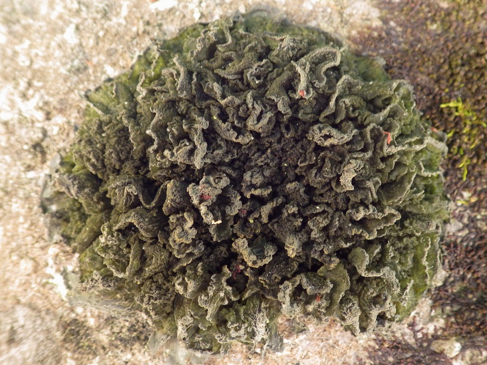 Leptogium brebissonii image