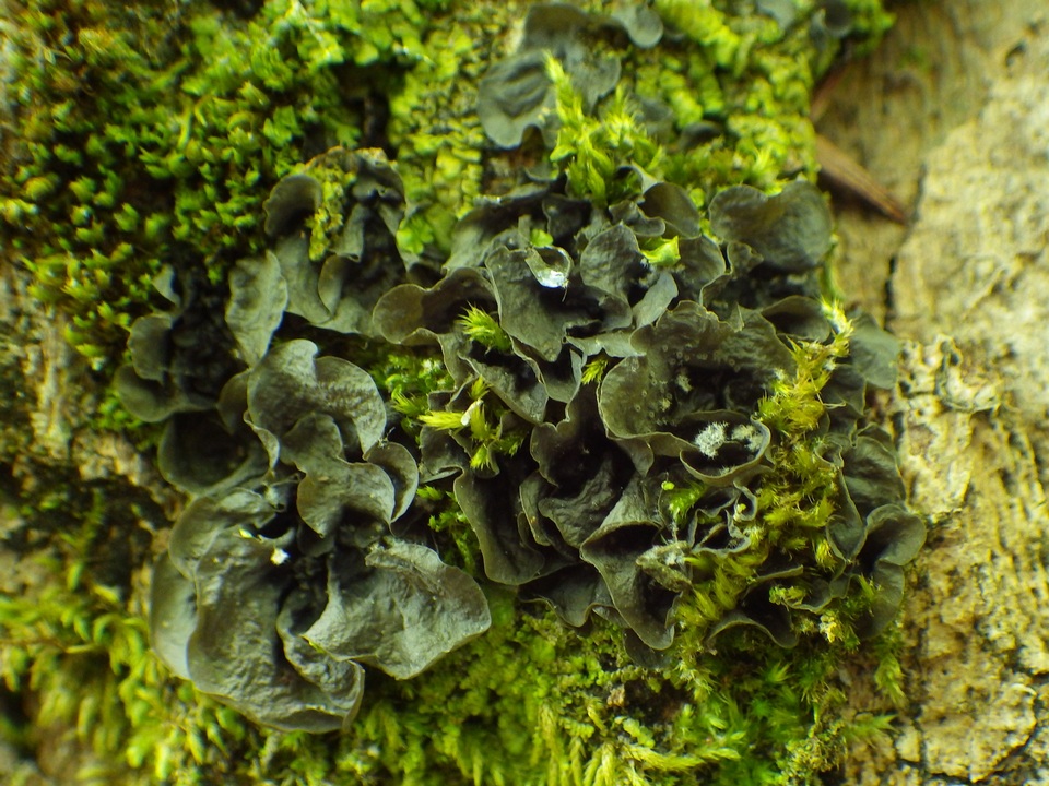 Leptogium cochleatum image