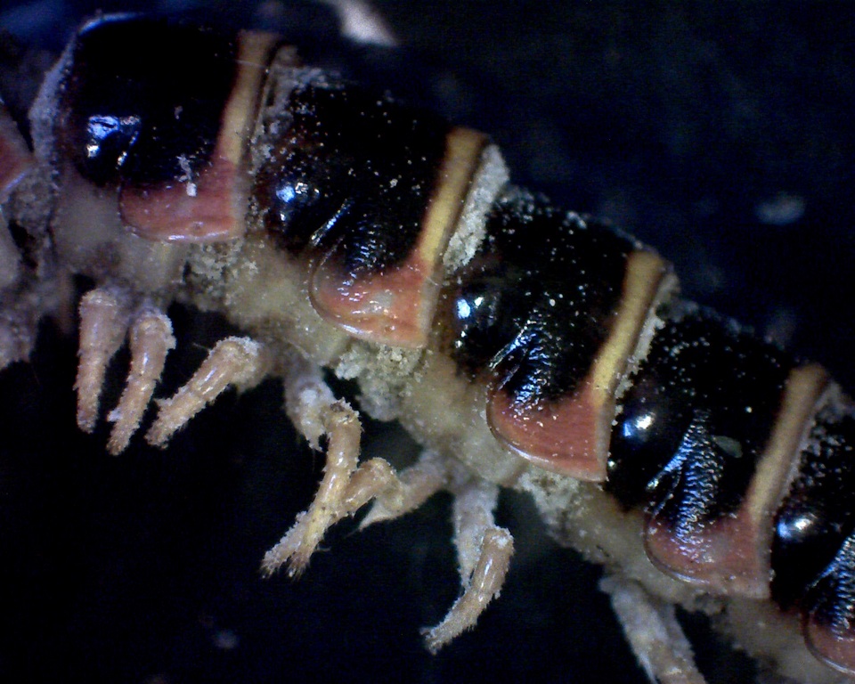 Arthrophaga myriapodina image