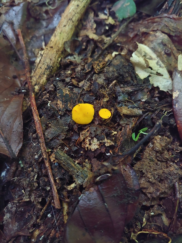 Acervus flavidus image