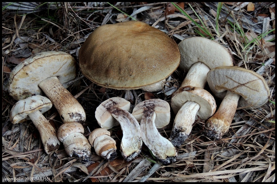 Leccinum chalybaeum image