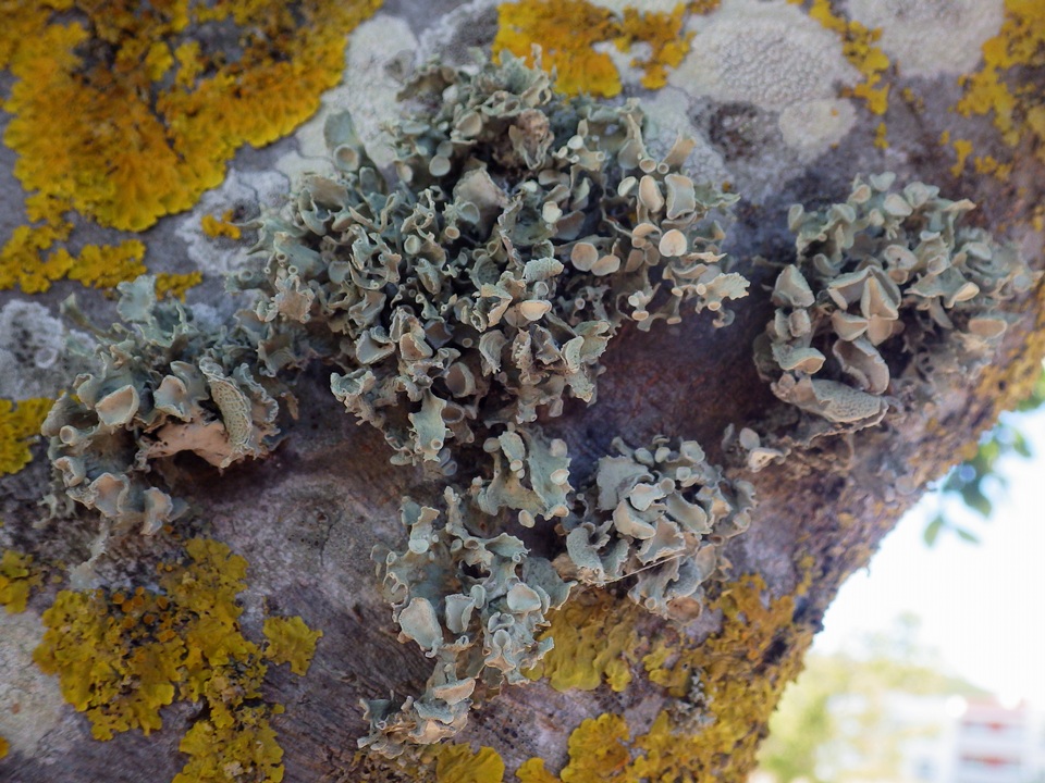 Ramalina bourgeana image