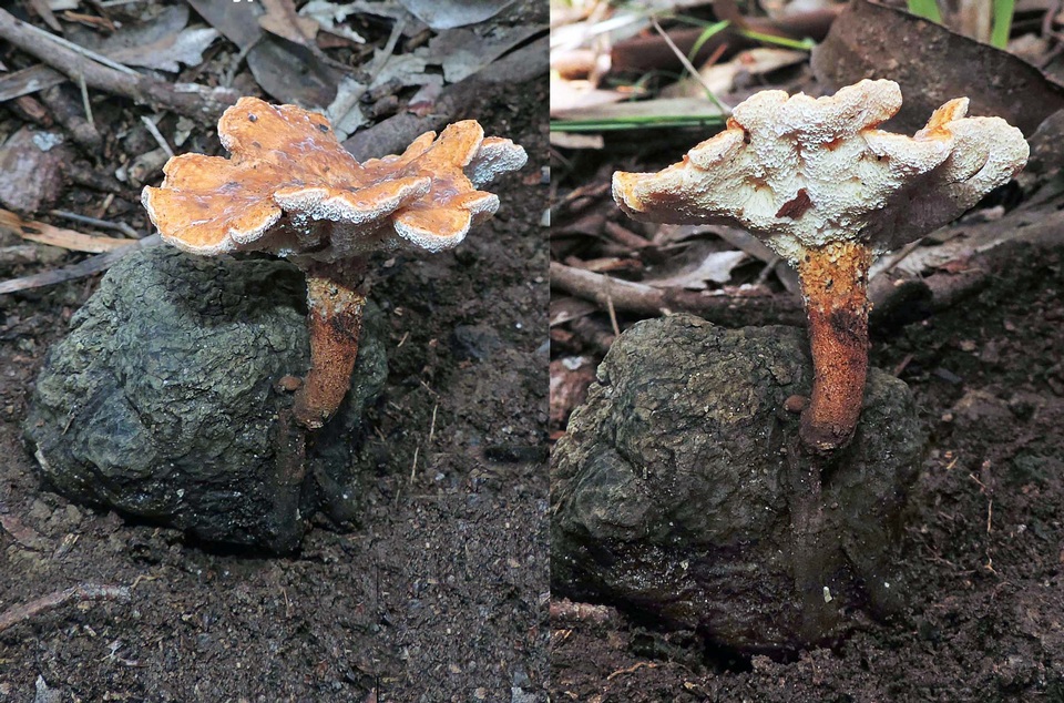 Laccocephalum tumulosum image