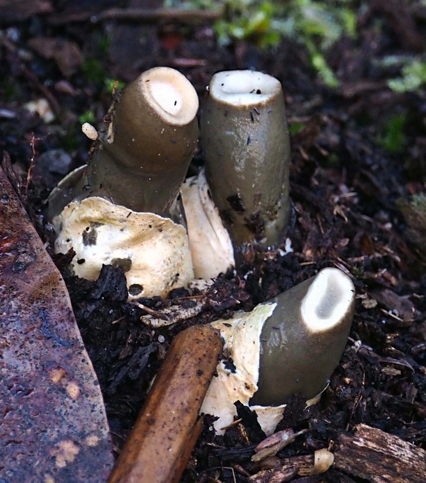 Mutinus cartilagineus image