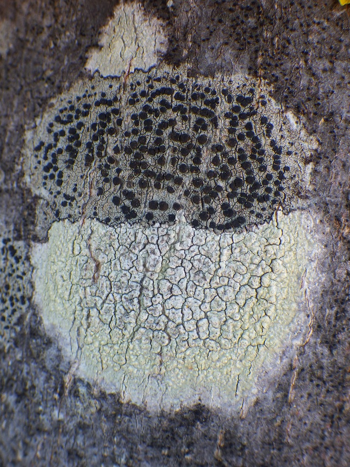 Pertusaria heterochroa image