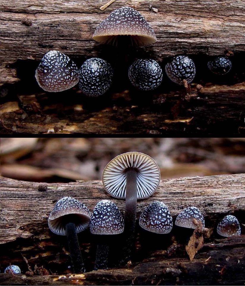 Mycena nargan image