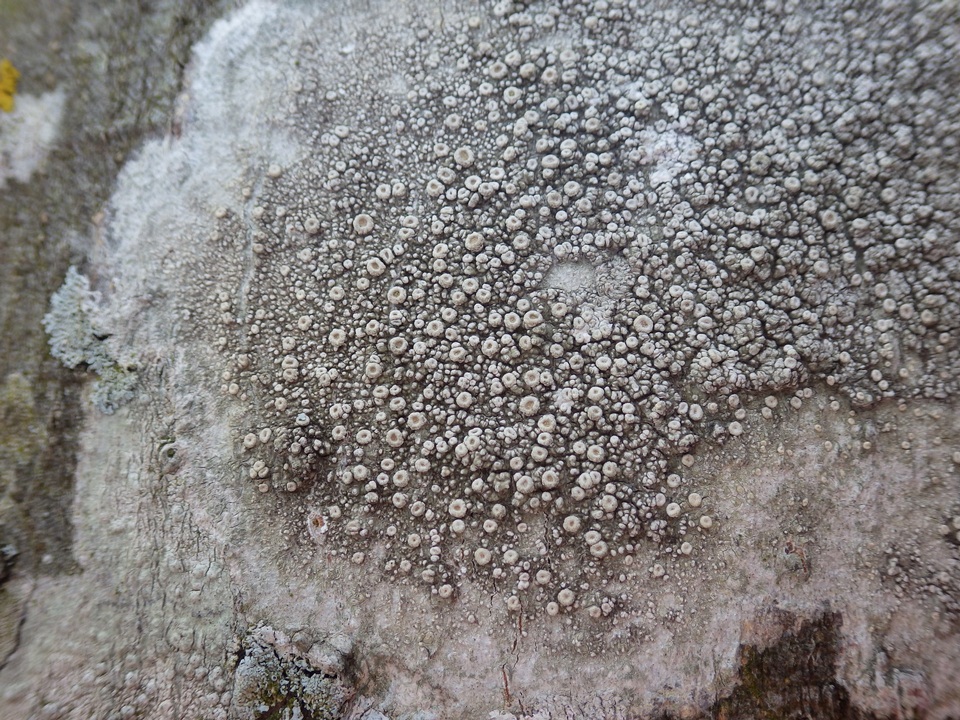 Ochrolechia szatalaensis image