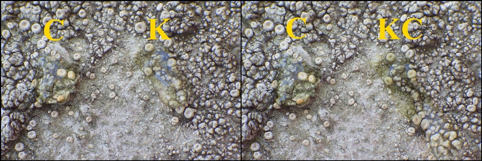 Ochrolechia szatalaensis image