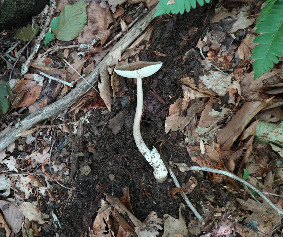Amanita magna image