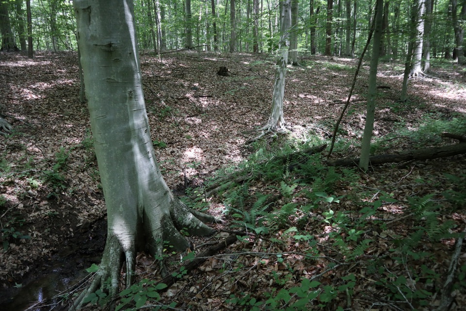 Amanita magna image