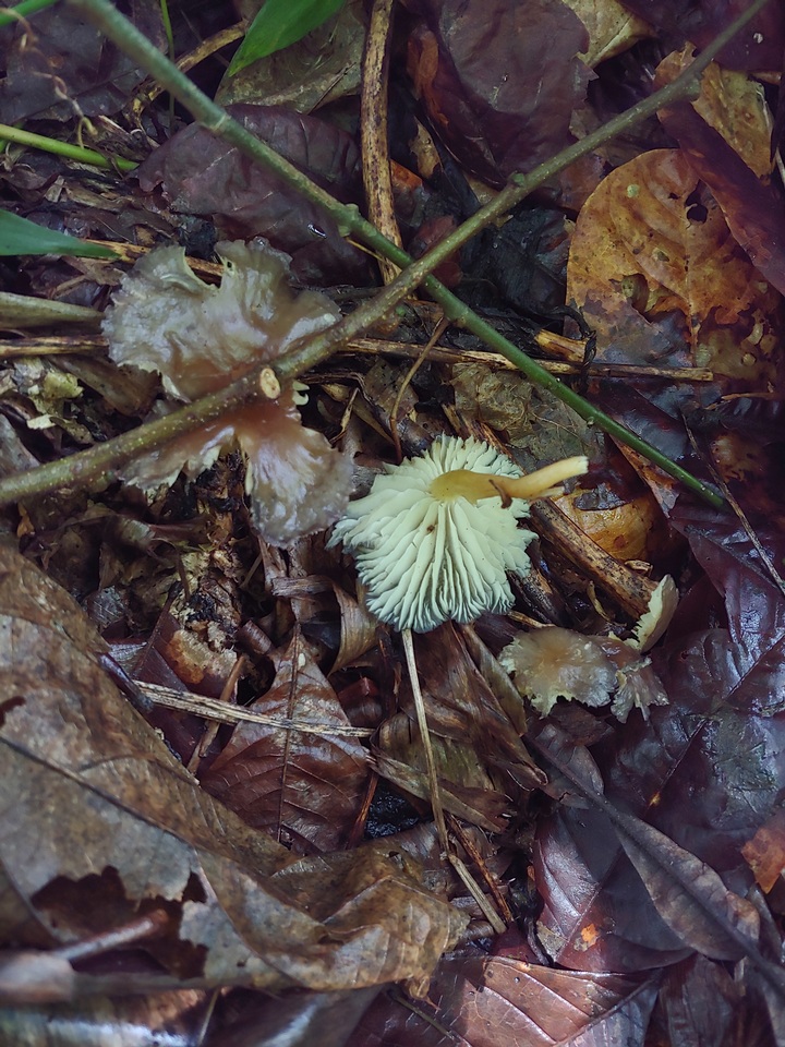 Calocybe cyanea image
