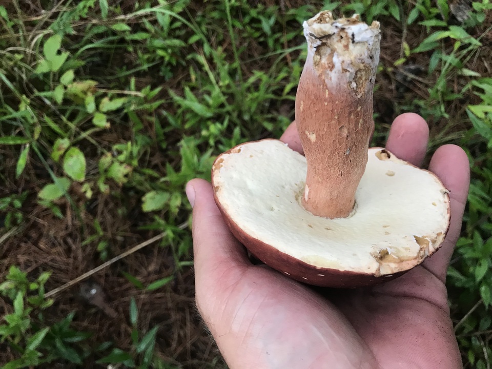 Boletus pseudopinophilus image