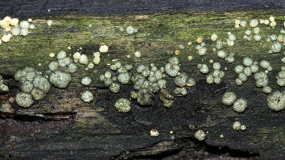 Trichoderma gelatinosum image