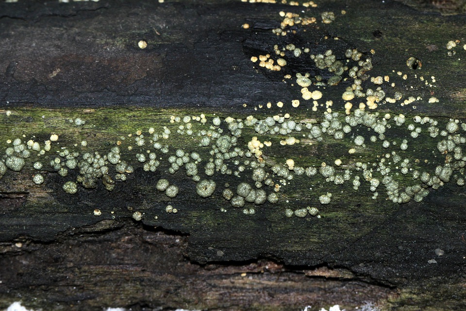 Trichoderma gelatinosum image