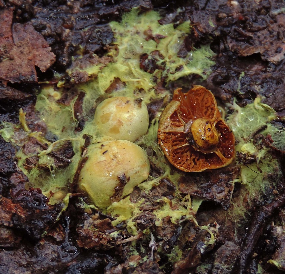 Cortinarius globuliformis image