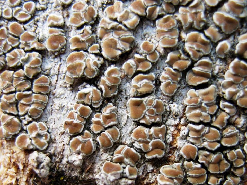 Lecanora varia image