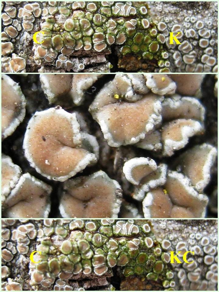Lecanora varia image