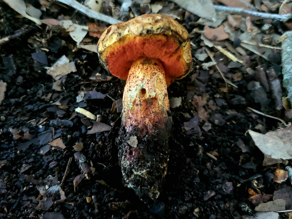 Suillellus hypocarycinus image