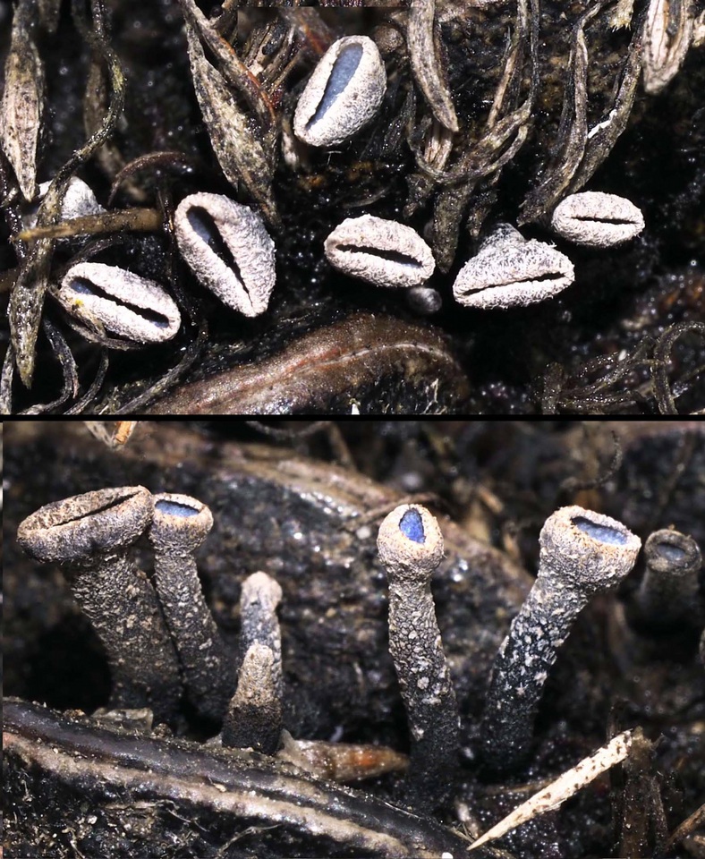 Banksiamyces toomansis image