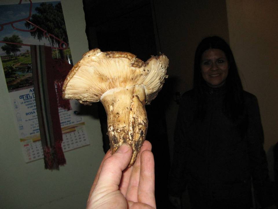 Tricholoma mesoamericanum image