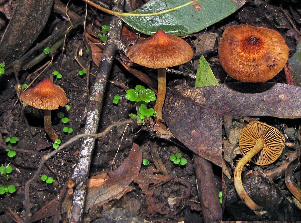 Cortinarius mastoideus image