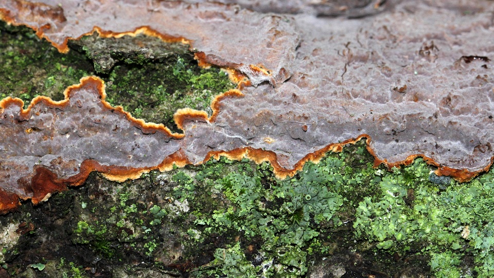 Hydnoporia tabacina image