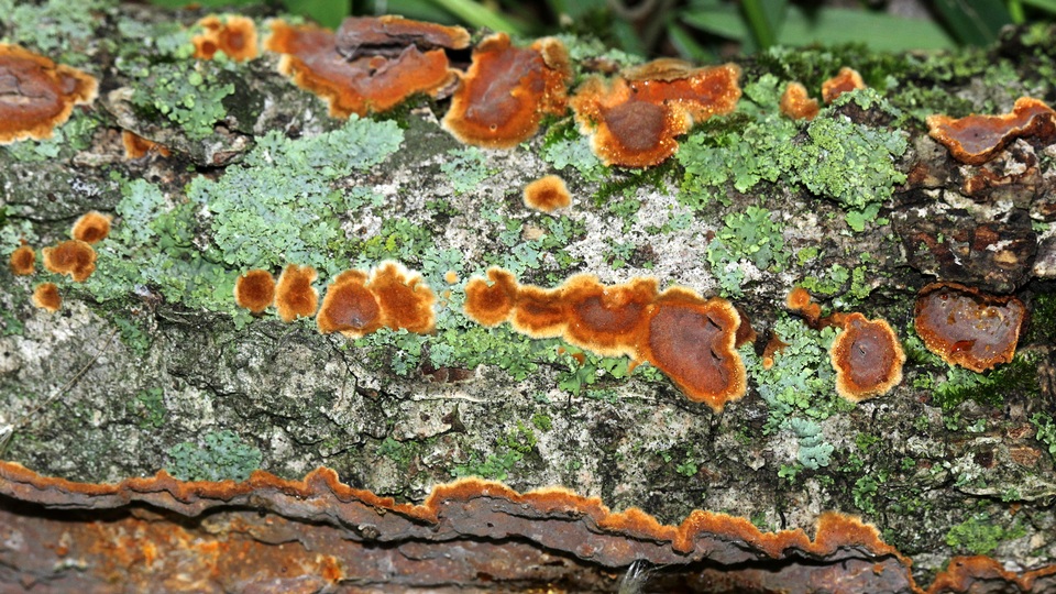 Hydnoporia tabacina image