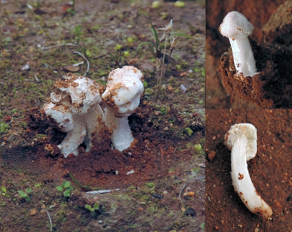 Amanita arenaria image