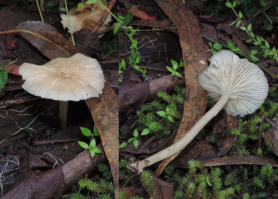 Entoloma stramineopallescens image