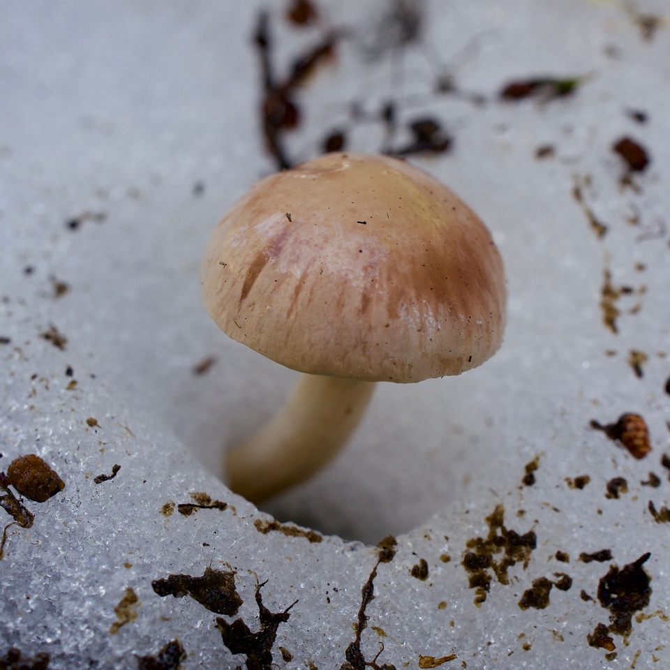 Hygrophorus goetzei image